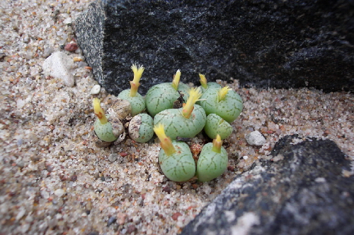 conophytum uniforme v.framesii